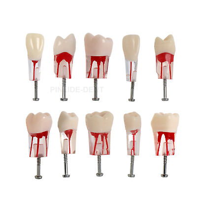 #ad 10PCS Kilgore Nissin Type Dental Endo Root canal Practise Typodont Teeth Model