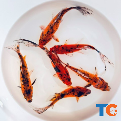 #ad Toledo Goldfish LIVE Tiger Shubunkin Goldfish