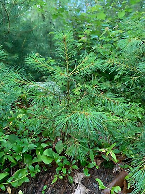 #ad 18quot; 24quot; Eastern White Pine Seedlings Transplants. Qty 5 trees