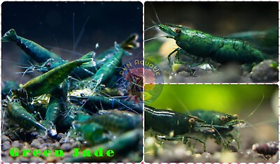 #ad 101 GREEN JADE Freshwater Neocaridina Aquarium Shrimp. Live Guarantee