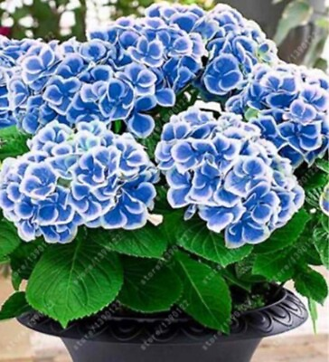 #ad 20 SEEDS for Navy Blue white HYDRANGEA RARE flower exotic bush plant USA Seller