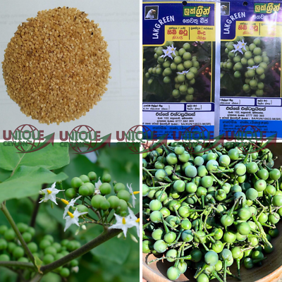 #ad 400 550 Turkey Berry Brush Seeds Eggplant Thiththa Thibbatu Solanum violaceum