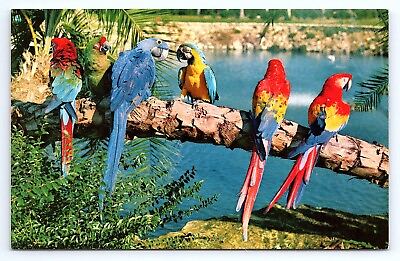 #ad Postcard Trained Parrots Busch Gardens in Tampa Florida FL