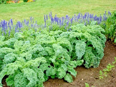 #ad 601VATES Blue Curled Scotch KALE Seed Organic Spring Fall Garden Container Easy