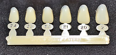 #ad #7 Upper Right Lateral tooth Dental Polycarbonate Temporary Crowns 6 sizes