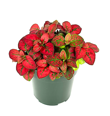 #ad Hypoestes Red Splash Live Potted House Plants Air Purifying 2quot; Pot