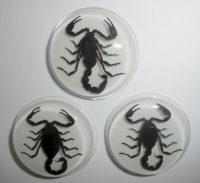 #ad Insect Cabochon Black Scorpion 38.5 mm Round inner 35 mm on White 3 pieces Lot