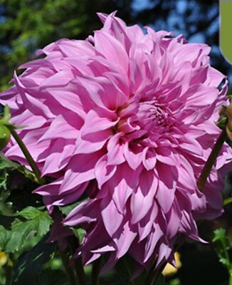 #ad 20 SEEDS for Violet Purple VIS DAHLIA rare flower exotic garden plant USA Seller