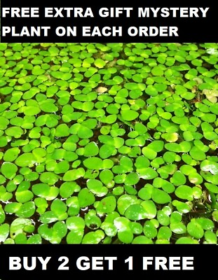 #ad 50 Pieces Of Giant Duckweed Spirodela Polyrhiza Live Floating Aquarium Plant
