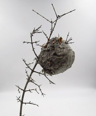 #ad Wasp Nest Hornets Paper Wasp Bee Hive Nest On Branch