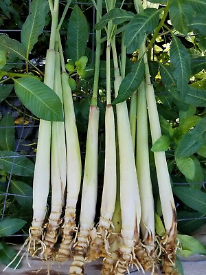 #ad 10 Fresh rooting lemongrass 6 12 inches live plant ready 2 plant in pot soil