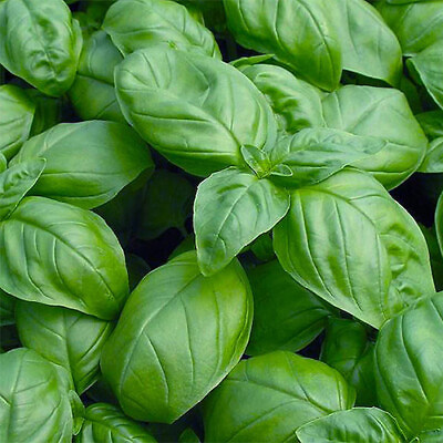 #ad Sweet Basil Seeds Heirloom Non GMO Free Shipping Herb Seeds 1130