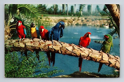 #ad Vintage post card Parrot#x27;s at Busch Gardens in Tampa Florida 3.5x5.5 inch $4.65