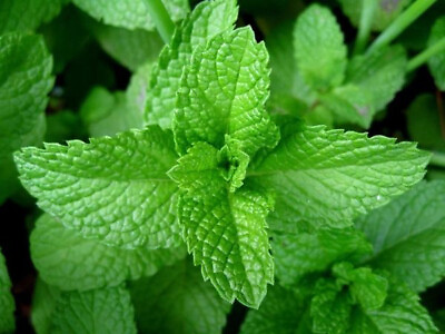 #ad Peppermint Seeds Herb Organic FREE SHIPPING
