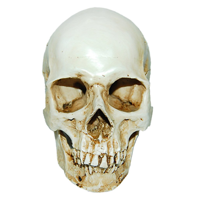 #ad Lifesize 1:1 Human Skull Replica Resin Model Anatomical Medical Skeleton