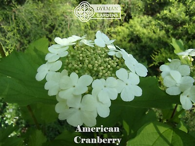 #ad 2 American Cranberry Plants Viburnum opulus var. americanum 6 to 8 inches