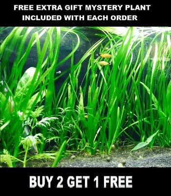 #ad 6 Vallisneria Jungle Val Bunch Live Aquarium Plants BUY2GET1FREE beginner tank