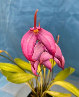 #ad Masdevallia Ziegler’s Love ‘Pink Profusion’ Orchid Division 4” pot Bloom Size