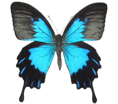 #ad Papilio telegonus ONE REAL BUTTERFLY BLUE BLACK WINGS CLOSED INDONESIA