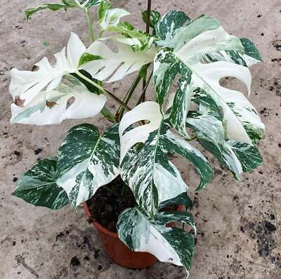 #ad Monstera Albo Extra White High variegation Rooted Plant and Cutting