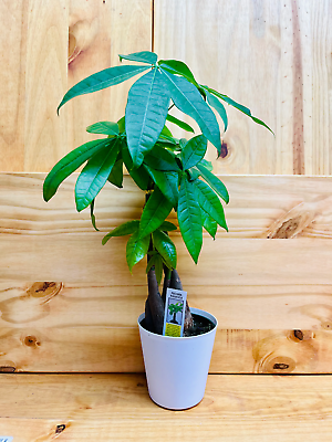 #ad Money Tree 4quot; includes White Cover Pot