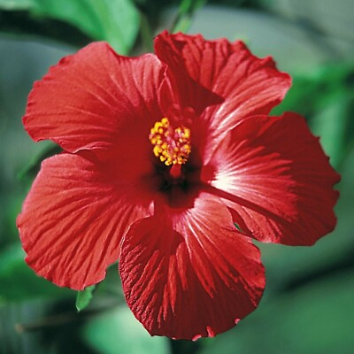 #ad Red Pink White Hibiscus 100 Seeds: Beautiful Hardy Perennials U.S. SELLER