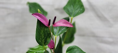 #ad Anthurium Tiny Purple Anthurium andraeanum Aristo live houseplant in 4quot; pot