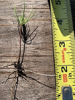 #ad 10 pine tree seedlings 3” 6” tall bare root. Fast Growing Wild.