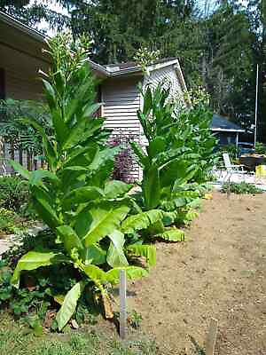 #ad 2000 Tobacco Seeds MICHIGAN GROWN Organic Heirloom non GMO