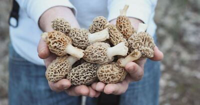 #ad Morel Mushroom Spores in Sawdust Bag Garden Grow Kit Makes 5 gal FREE SHIPPING